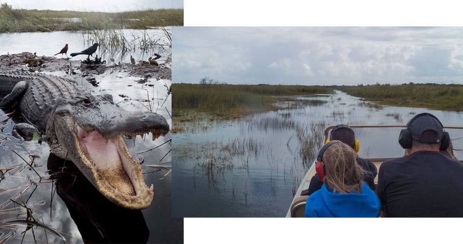 O que fazer na Flórida: passeio de airboat nos Everglades