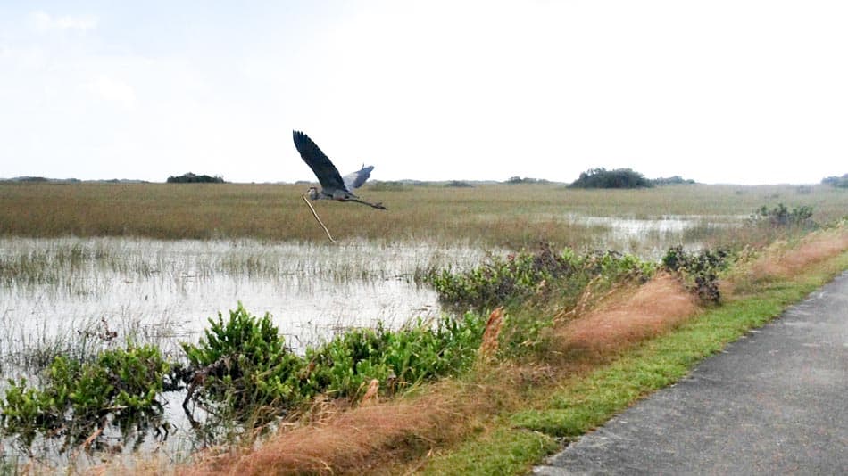 O que fazer na Flórida: visitar os Everglades