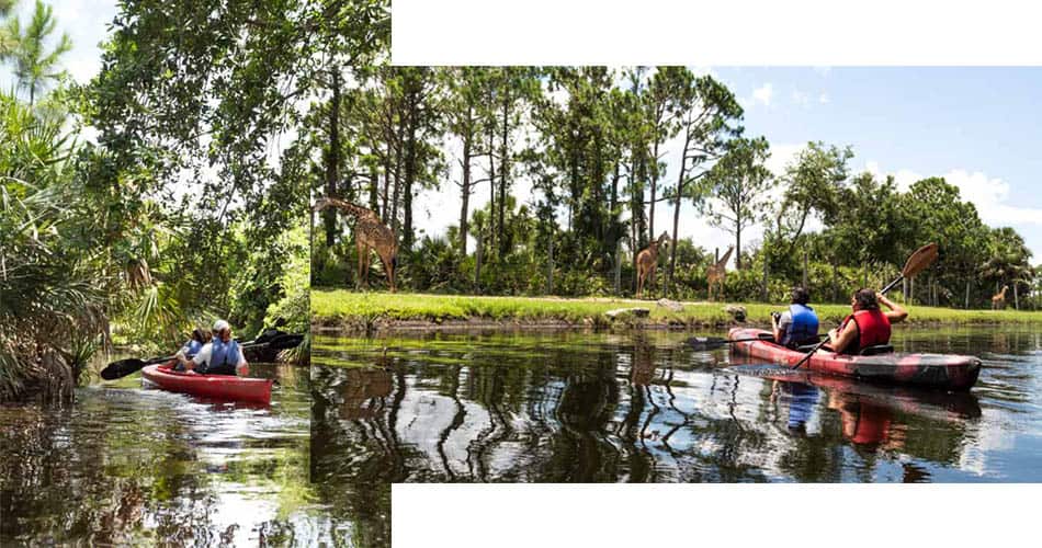 O que fazer na Flórida: visitar zoológico de caiaque