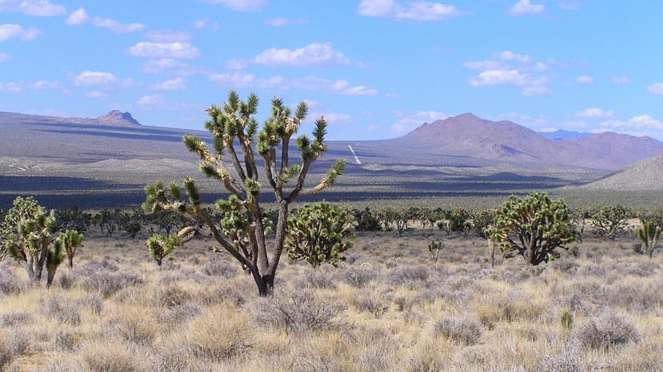 Bate e volta de Las Vegas: Mojave National Preserve