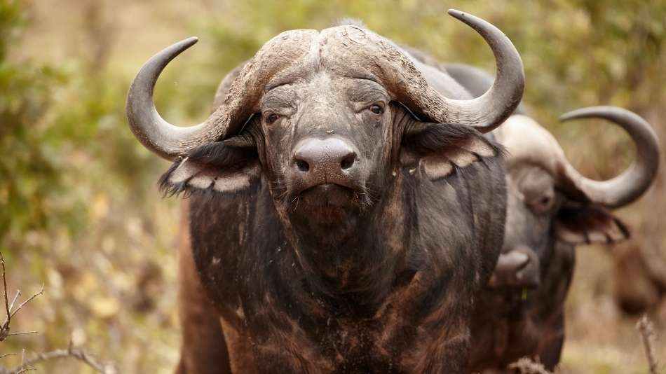 Búfalo, um dos Big 5 da África