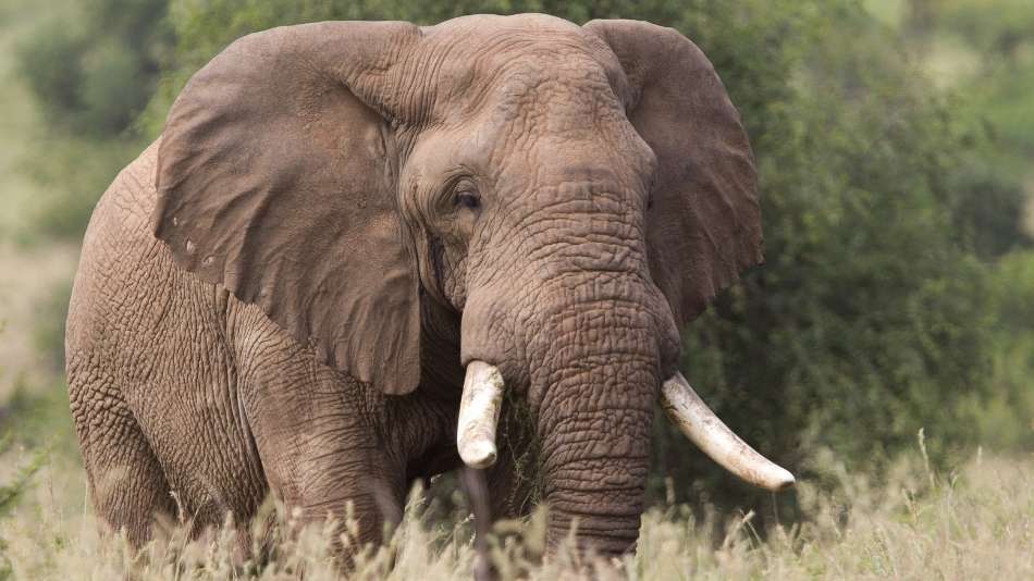 Elefante, um dos Big 5 da África