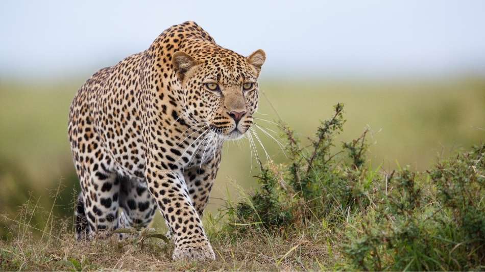 Leopardo, um dos Big 5 da África