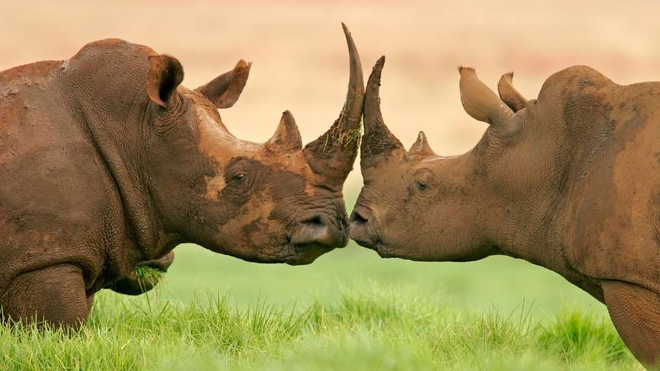 Rinoceronte, um dos Big 5 da África