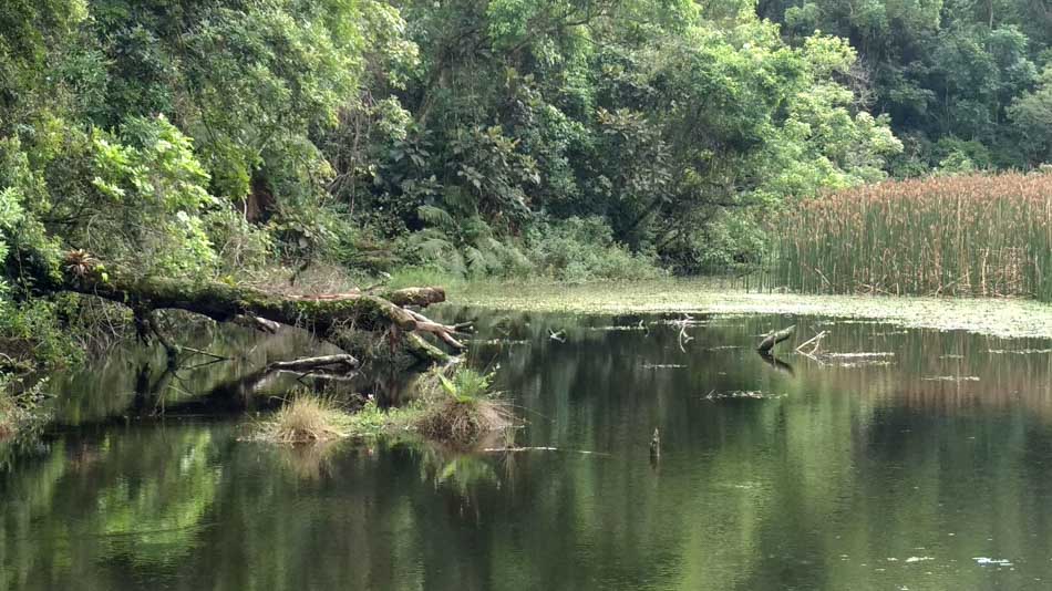 Parque Estadual da Cantareira em SP