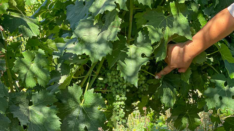 Parreiras verdes no mês de janeiro no Valle de Colchagua