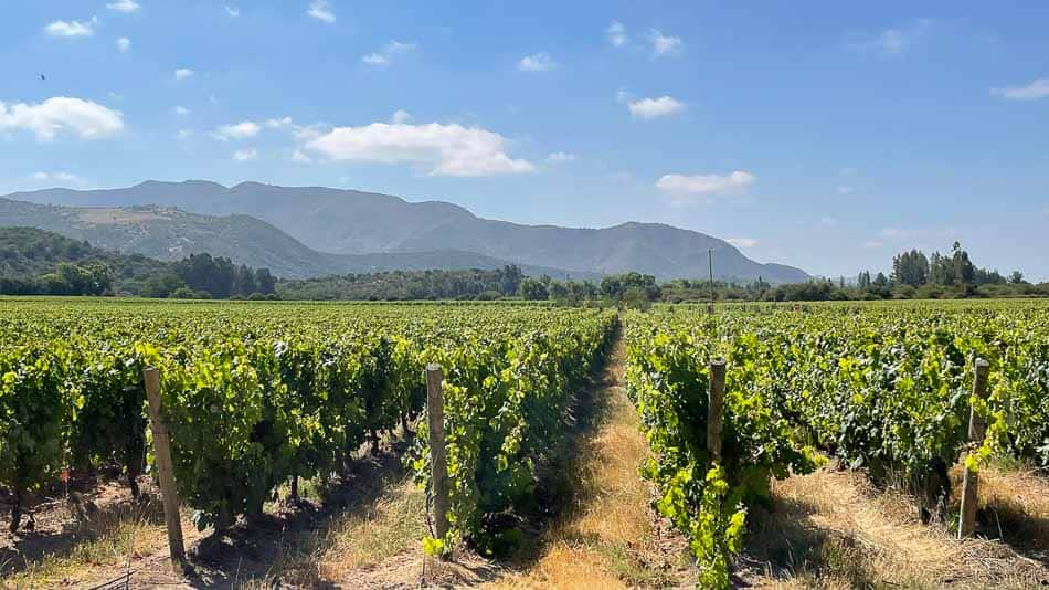 Sustentabilidade na vinícola Montes, no Chile
