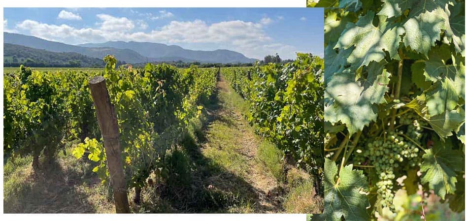 Vinhedos e uvas na Vinícola Montes no Chile