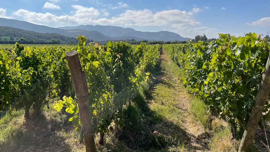 Parreiras na vinícola Montes, no Chile