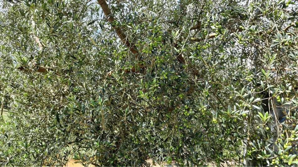 Oliveira carregada de azeitonas que se transformarão no azeite extravirgem Oliq