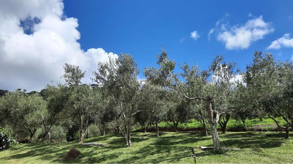 Oliq Azeite Visita: oliveiras