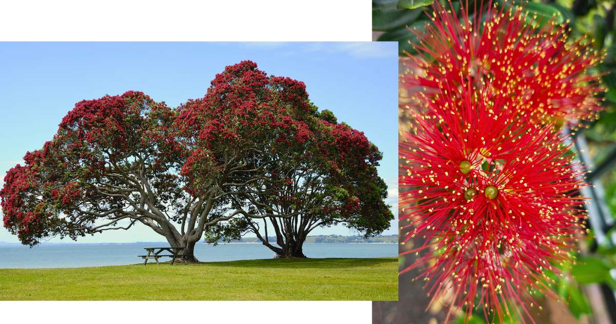 Árvore de Natal alternativa na Nova Zelândia