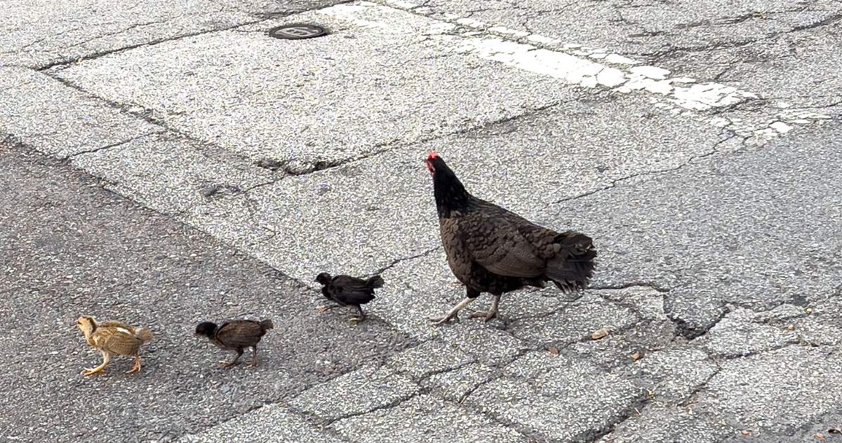 Galinha e pintinhos nas ruas de Ybor City, Tampa