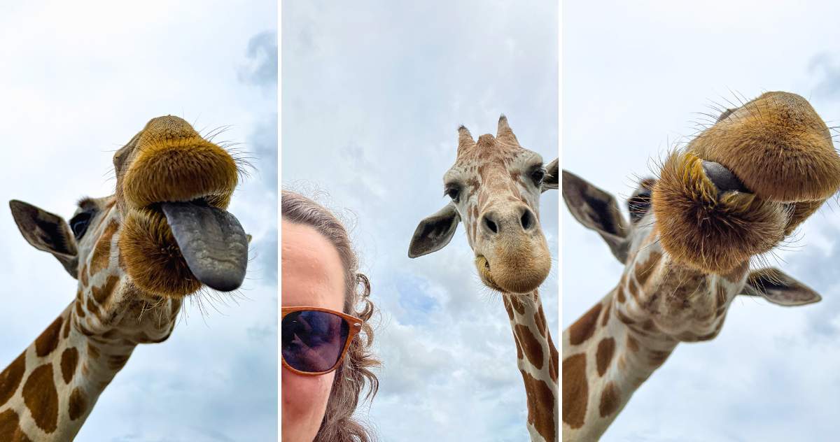Alimentação de girafas no Busch Gardens