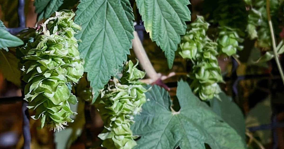 Pé de lúpulo na Cervejaria Mafiosa, em Valinhos